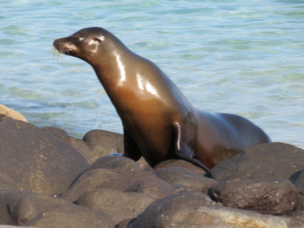 galapagos_fauna_leon marino_01