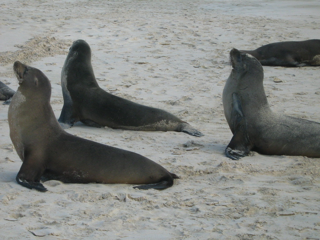 galapagos_fauna_leon marino_07