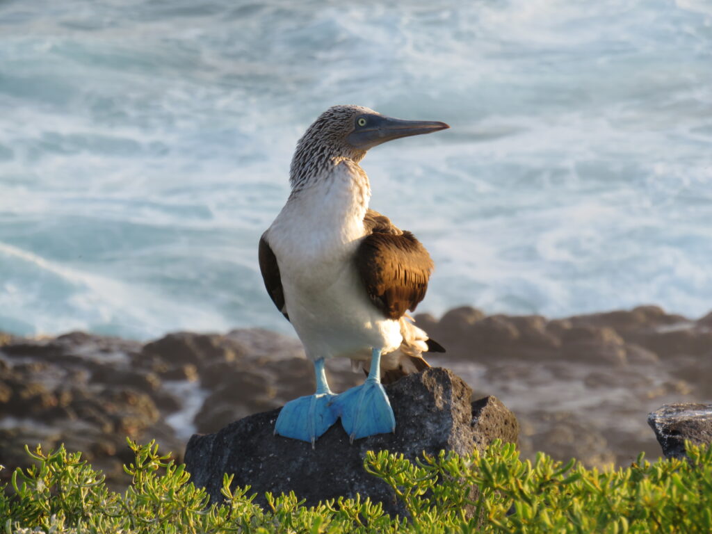 galapagos_fauna_piquero patas azules_08