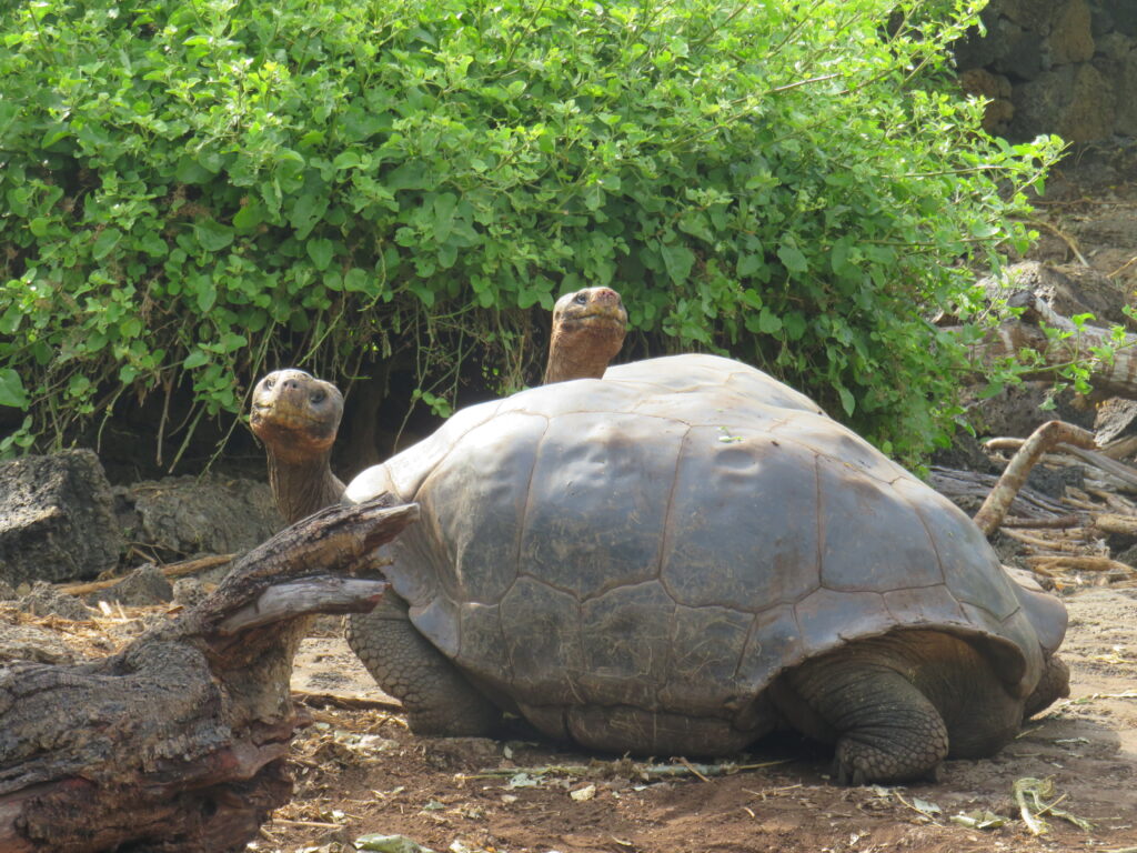 galapagos_fauna_tortugas terrestres_03